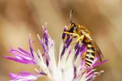 Halictus
