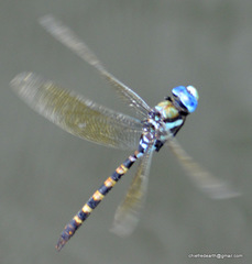 Anax immaculifrons