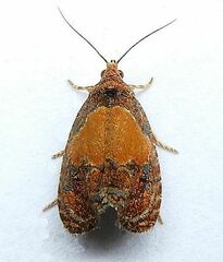 Olethreutes osmundana