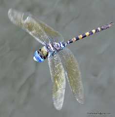 Anax immaculifrons
