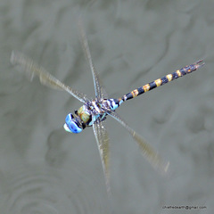 Anax immaculifrons