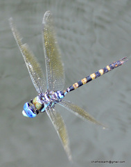 Anax immaculifrons