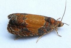 Olethreutes osmundana