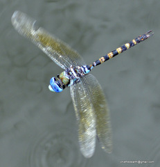 Anax immaculifrons