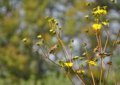 Spinus tristis