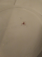 Araneae