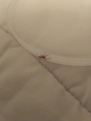 Araneae