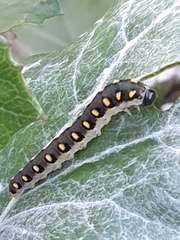 Tenthredo mandibularis