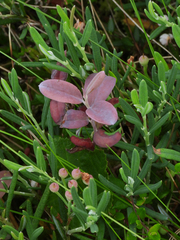 Exobasidium karstenii