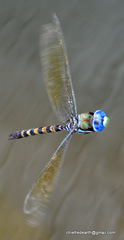 Anax immaculifrons
