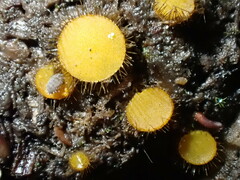 Cheilymenia stercorea