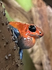 Oophaga