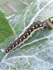 Tenthredo mandibularis