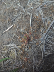 Androsace occidentalis