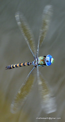 Anax immaculifrons