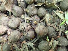 Cheilymenia stercorea