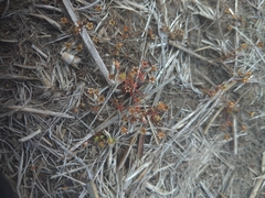 Androsace occidentalis