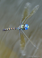 Anax immaculifrons