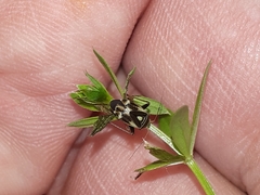 Polymerus microphthalmus