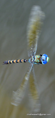 Anax immaculifrons