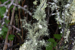 Usnea parvula