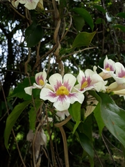 Bignonia potosina
