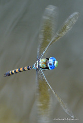 Anax immaculifrons