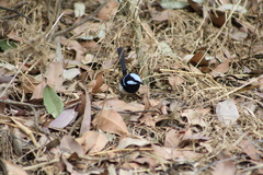 Malurus cyaneus cyanochlamys