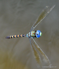 Anax immaculifrons