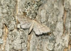 Idaea infirmaria