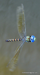 Anax immaculifrons