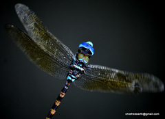 Anax immaculifrons