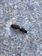 Tetramorium immigrans