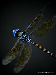 Anax immaculifrons