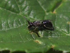Hylaeus communis