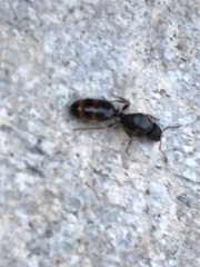 Tetramorium immigrans