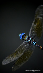 Anax immaculifrons