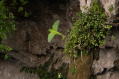 Psittacara holochlorus