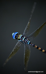 Anax immaculifrons