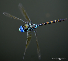 Anax immaculifrons