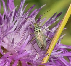 Oncotylus viridiflavus