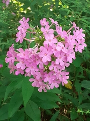 Phlox maculata