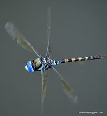 Anax immaculifrons
