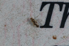 Plagiognathus albatus