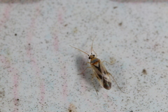 Plagiognathus albatus