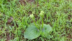 Habenaria grandifloriformis