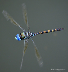Anax immaculifrons