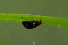 Gynandrobrotica