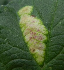 Phytomyza heracleana