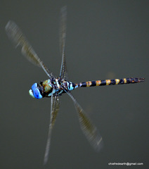 Anax immaculifrons